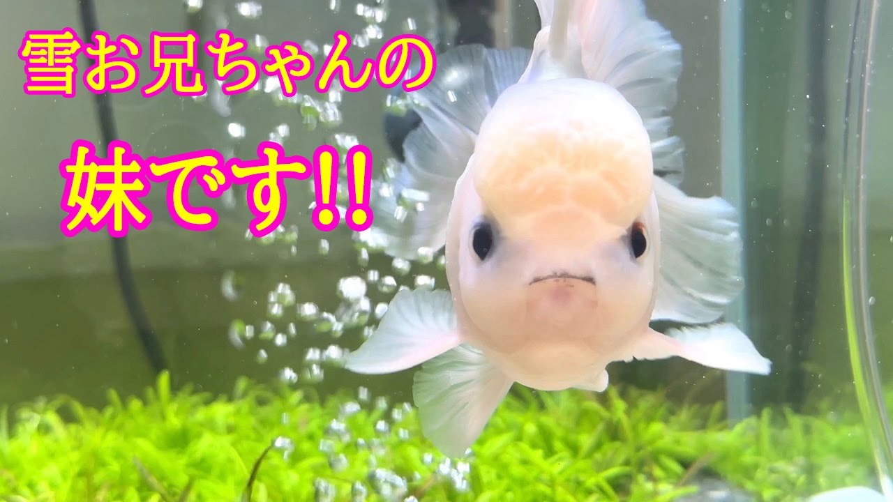 ある日突然、金魚が家に届きました...