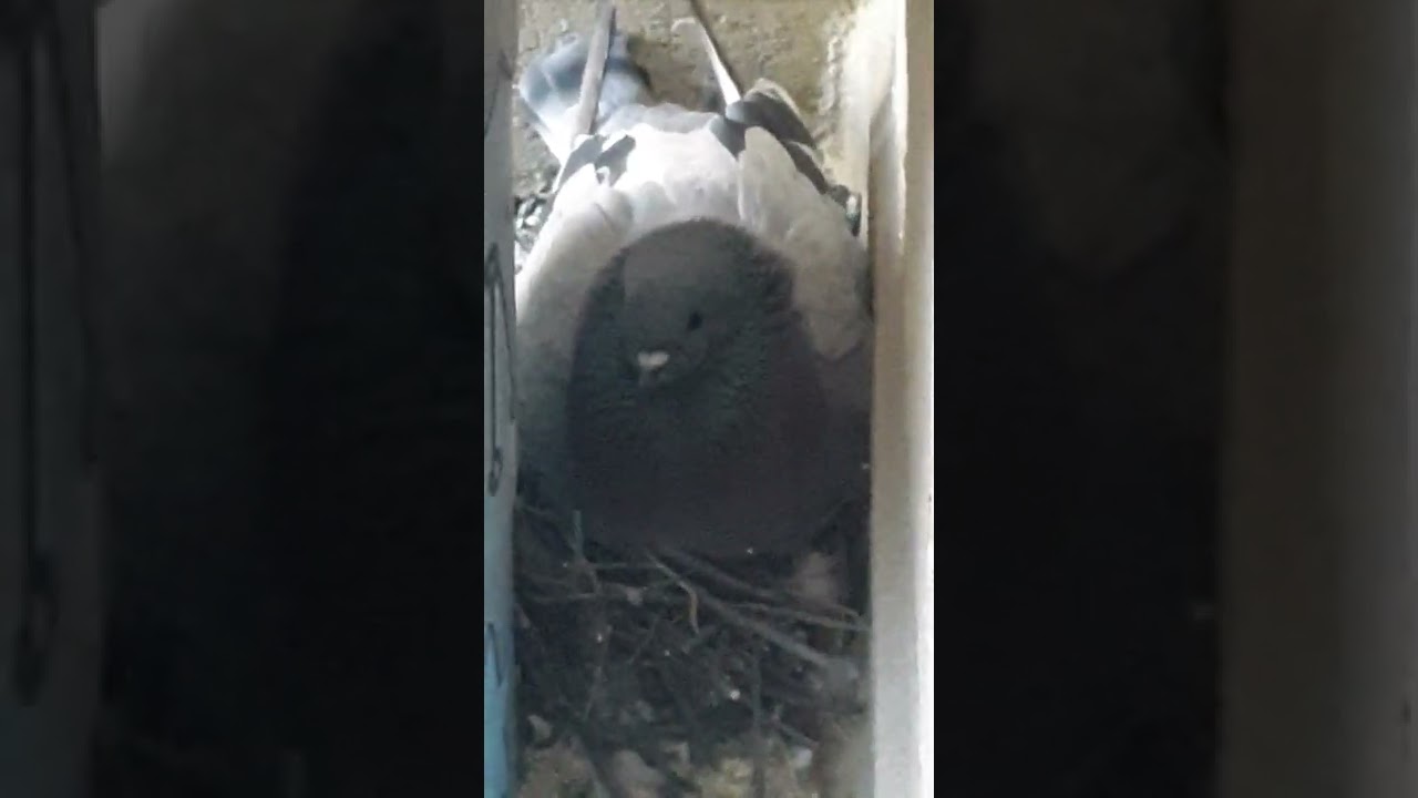 Pigeons made a nest in my balcony.