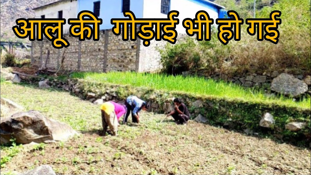 आलू की गोड़ाई भी हो गई 😌uff ये काम कभी खत्म नहीं होता 🥹