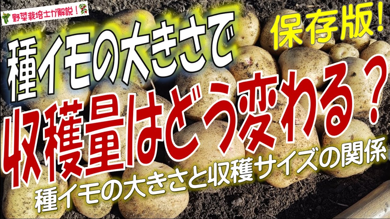 種イモの大きさと収穫サイズの関係（大きな種イモを使っても失敗する理由）