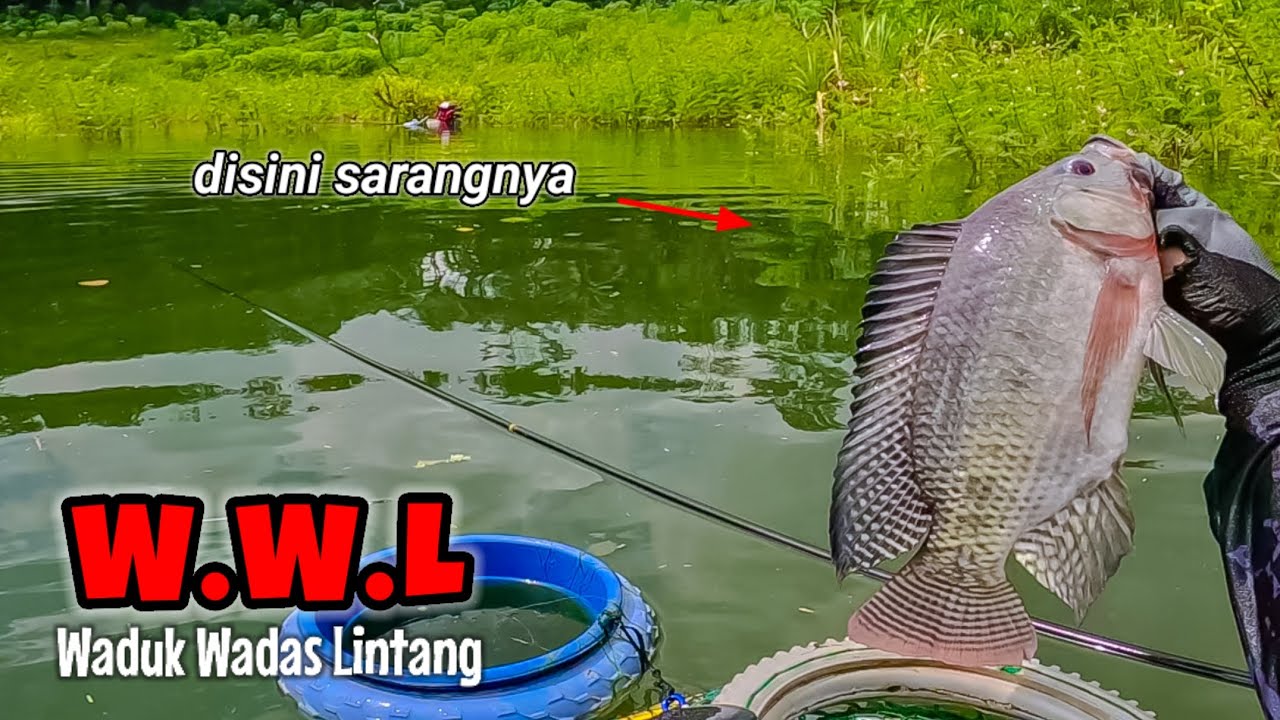 AKHIRNYA DAPAT NILA BABON WADUK WADAS LINTANG || mancing ikan nila di waduk Wadas Lintang