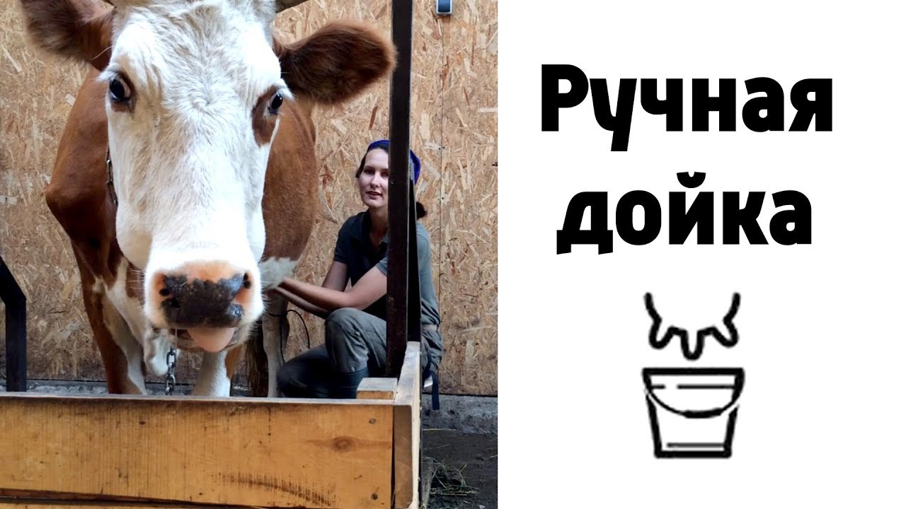 Как доить корову руками?