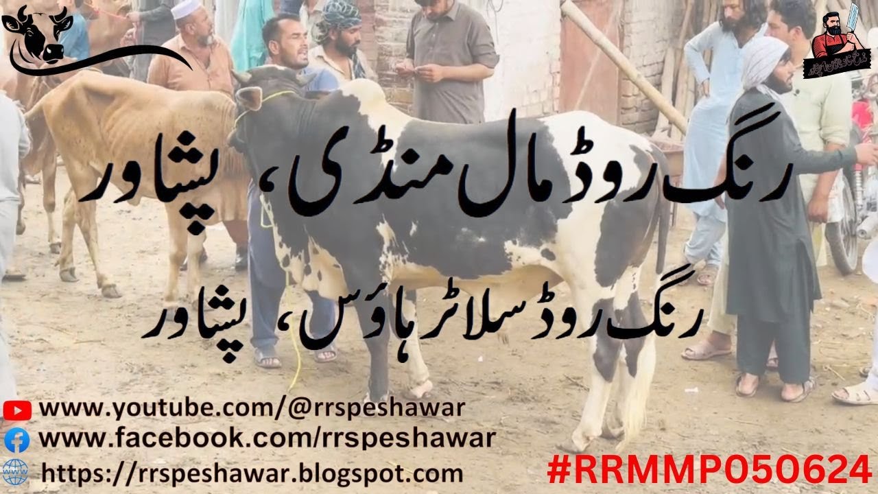 Inside Peshawar&rsquo;s Ring Road Slaughterhouse | Butchery| Exclusive Documentary 2025 | RRSP050624