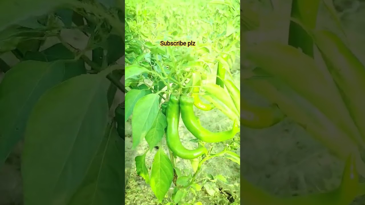 ये गाँव है साहब ||gav ke log aur Desi jeevan||organic vegetables #villagelifestyle #desilife
