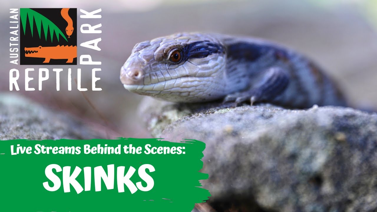 LEARN ABOUT SKINKS (LIZARDS) - (LIVE FOOTAGE) | AUSTRALIAN REPTILE PARK