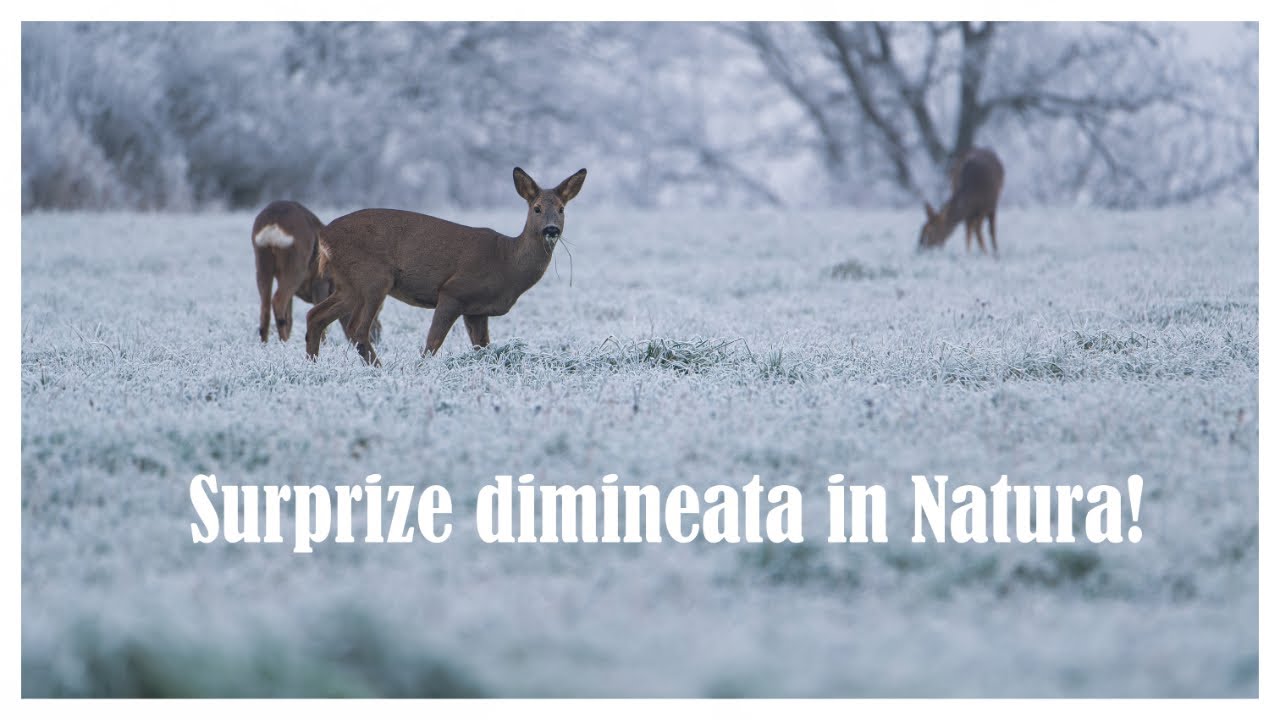 Surprize din Natura! Minus 4 grade alaturi de sase Căprioare (Capreolus capreolus) dimineata pe camp