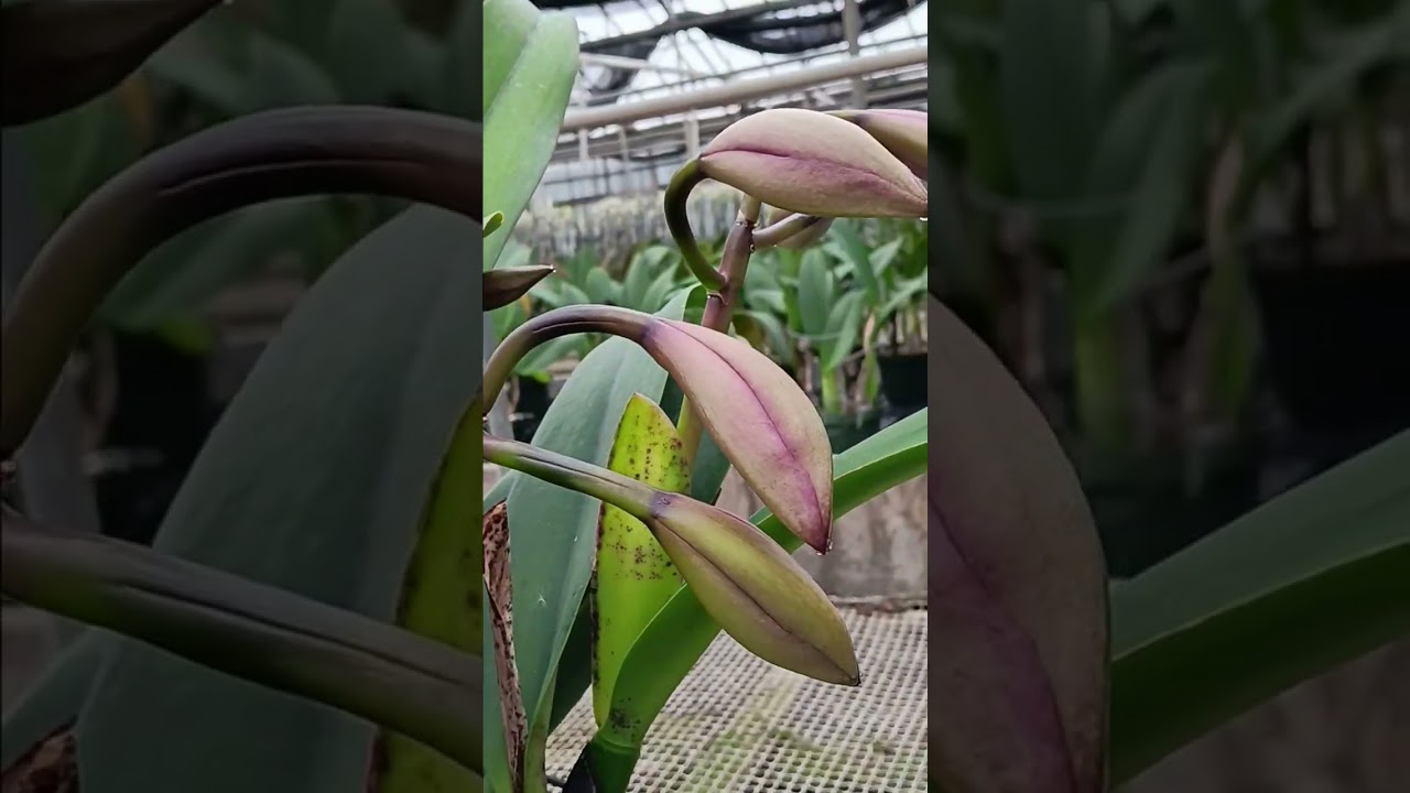 $85 for Blc.  Hausermann's Holiday 'Christmas ' with 4 flower scapes! 