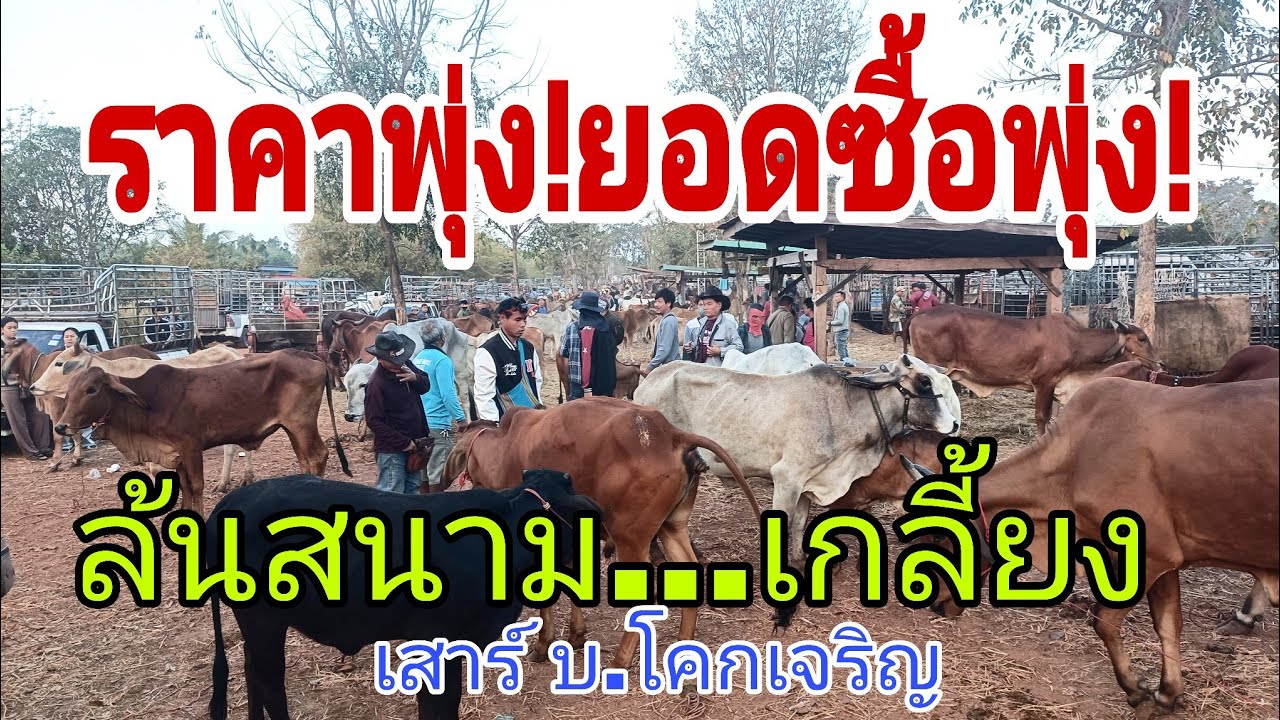 ราคาดี ชาวบ้านแห่ขายล้นสนาม ราคาวัว วันเสาร์ 31 ม.ค.69 สนาม บ.โคกเจริญ