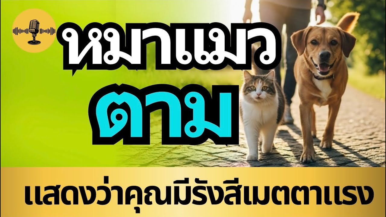 หมาแมวตาม | แสดงว่าคุณมีรังสีเมตตาแรง
