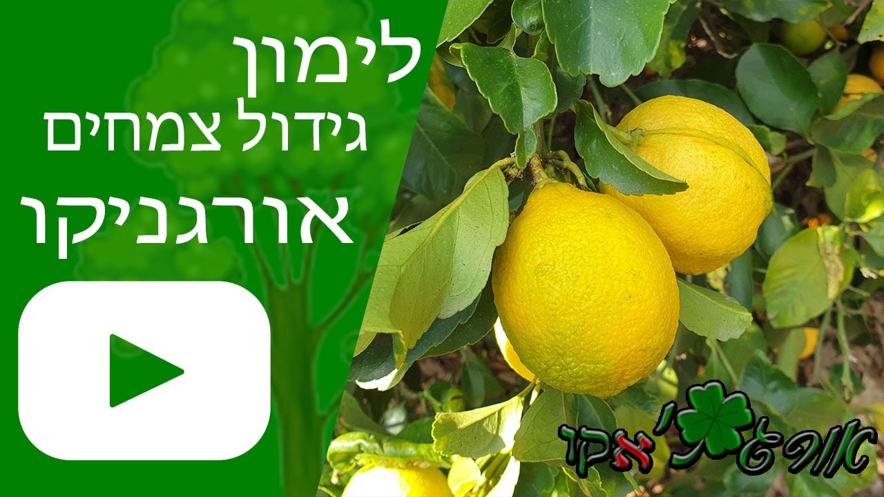 לימון