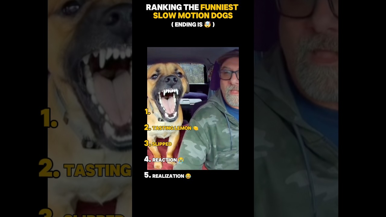 Ranking The Funniest Slow Motion Dogs #shorts #funny #dogs #shortsviral In