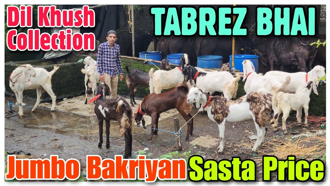 Jumbo Size Bakriyan Sasta Price TABREZ BHAI | Quality Female Goat In Bhiwandi |@Rizwankranti