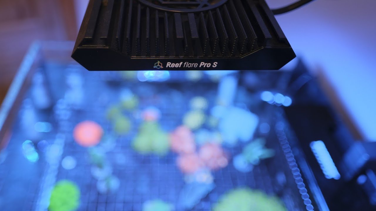 Первые впечатления о Reef Factory Reef Flare Pro S | 6 вещей, которые вам нужно знать
