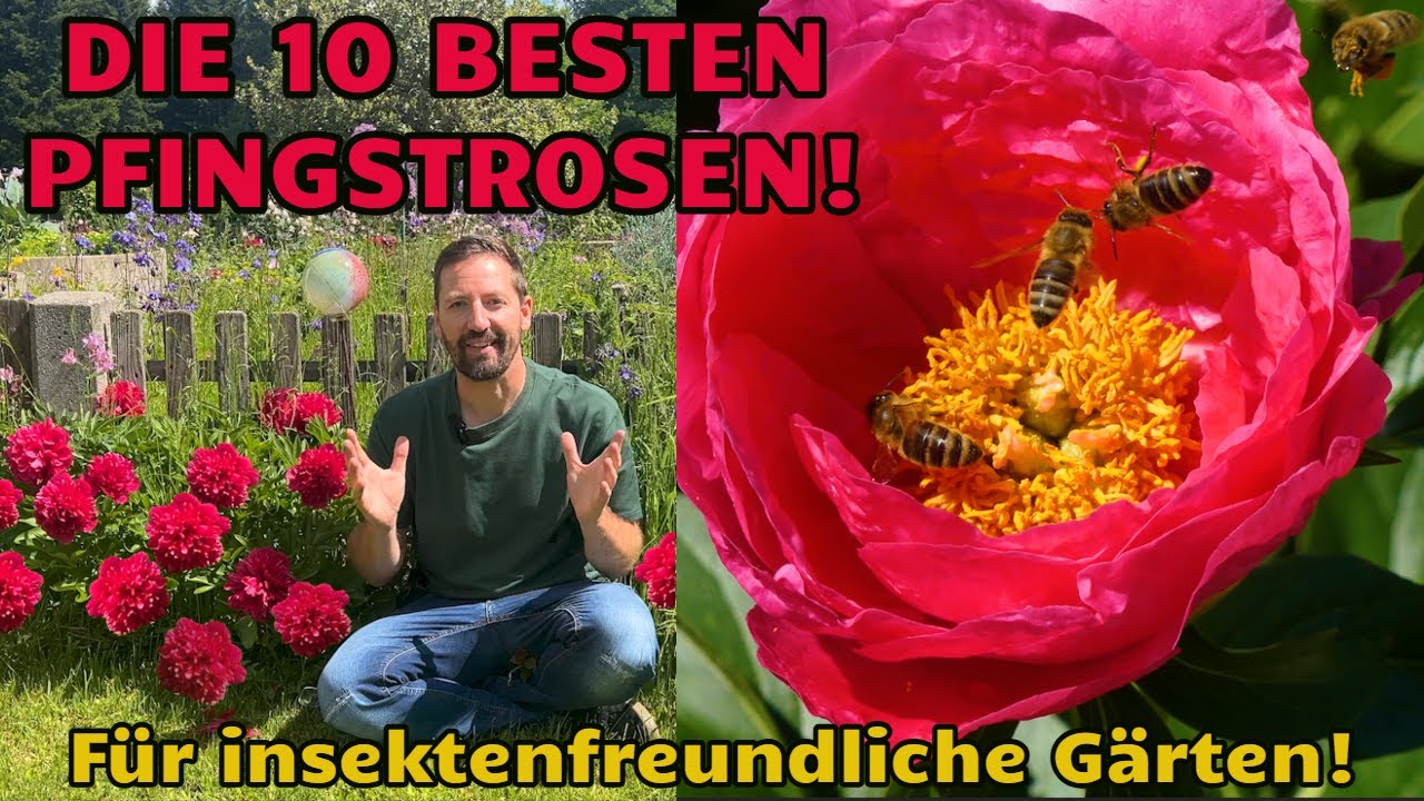 Top10 Die besten Pfingstrosen mit insektenfreundlichen Blüten (Paeonia officinalis, P. lactiflora)