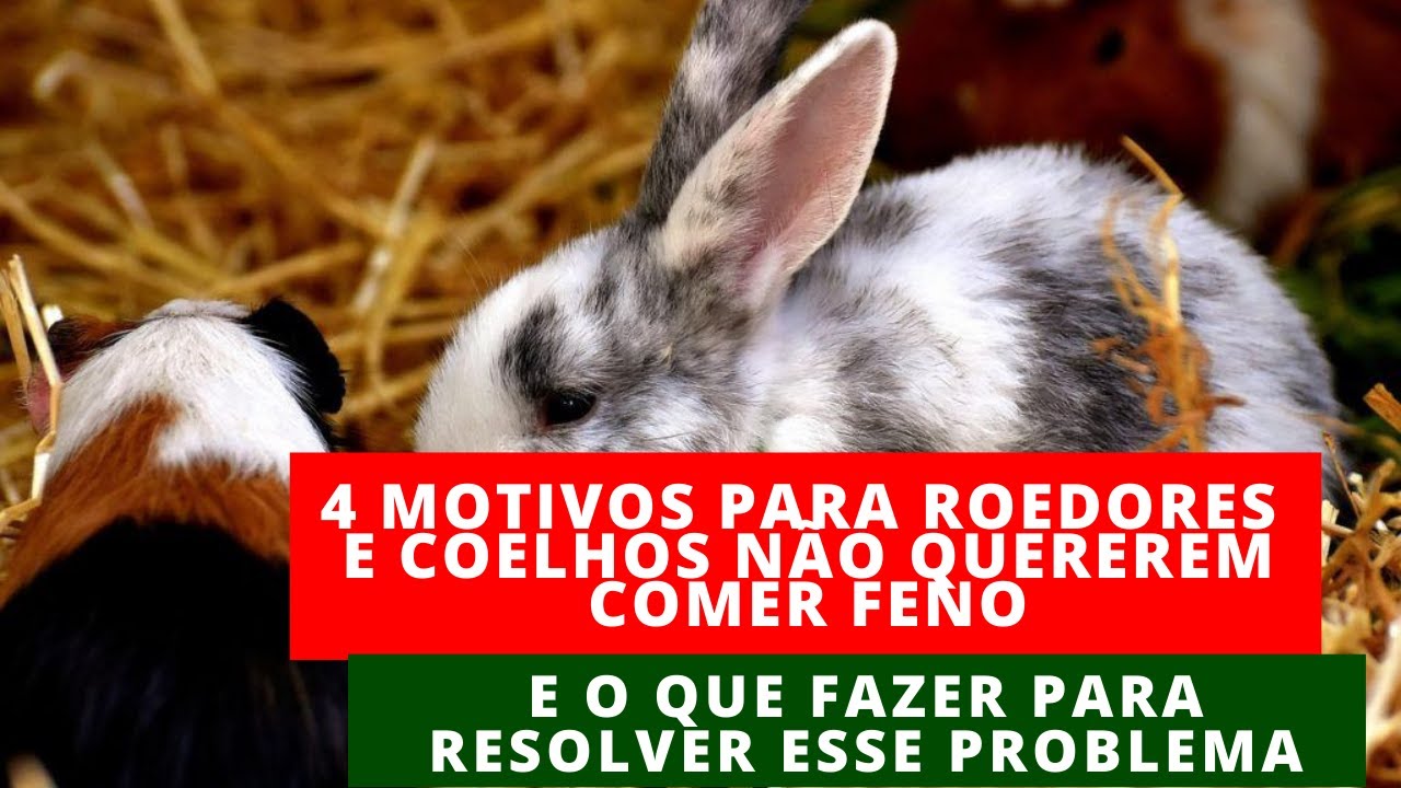 4 motivos para roedores e coelhos não quererem comer feno e como resolver esse problema