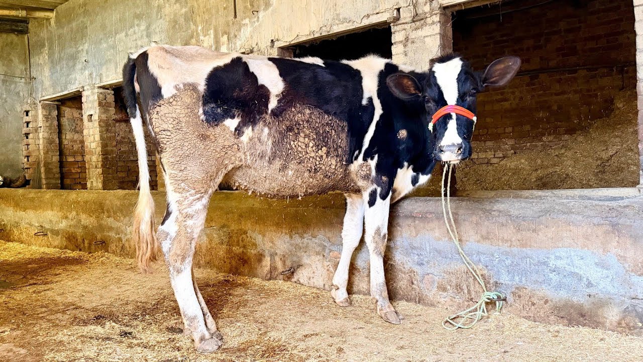 ਚੰਗੀ ਵੱਛੀ ਸਸਤੇ ਭਾਅ। cows for sale/vadiya farm/27-1-26