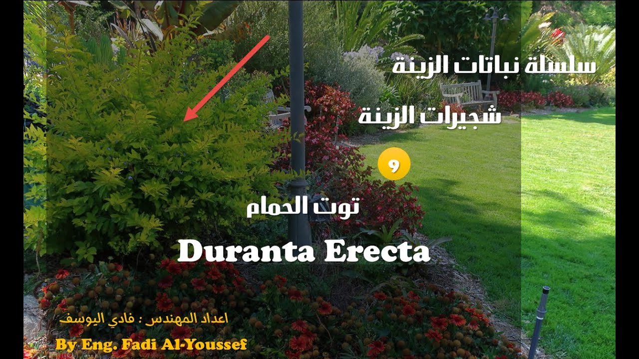 شجيرة توت الحمام Duranta Erecta