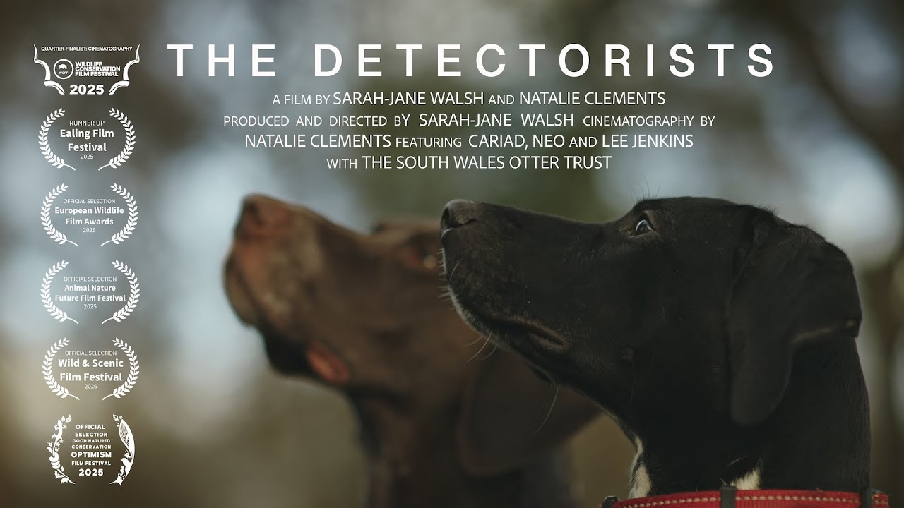 The Detectorists - A short film about otters and detection dogs in conservation.