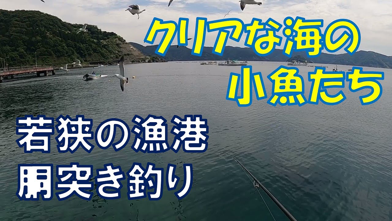 若狭の漁港のクリアな海と圧倒的雑魚【胴突き釣り】