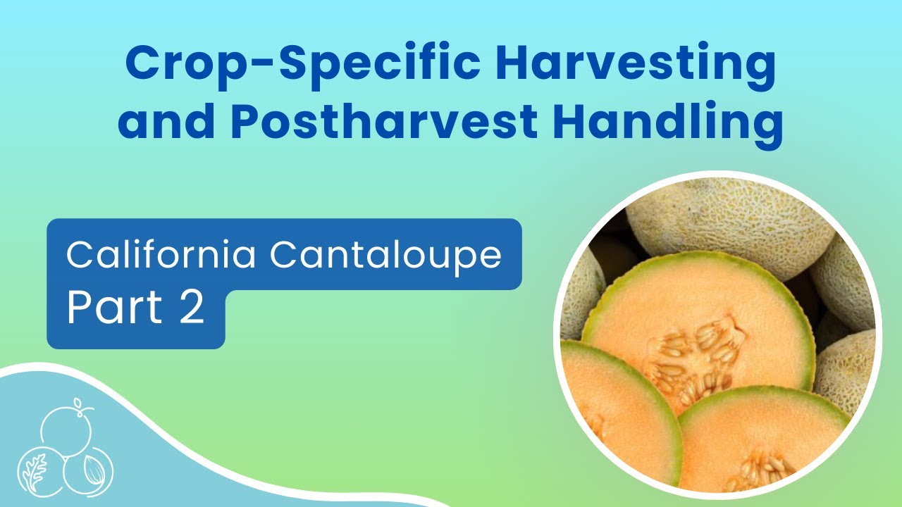 California Cantaloupe: Good Agricultural Practices (GAP) Guidelines | Part 2