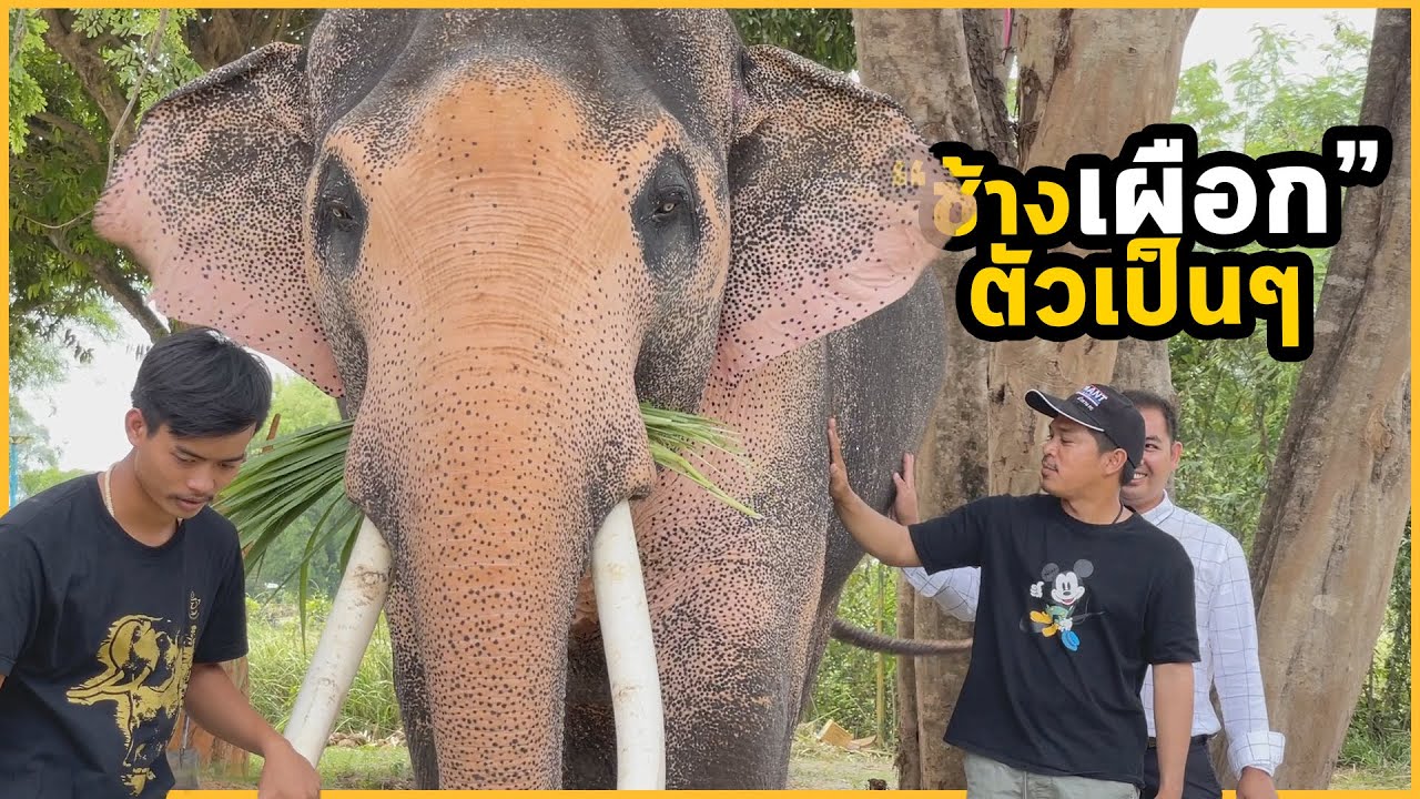 ช้างเผือกของจริง งามที่สุดที่เคยเห็น #พลายเอกชัย