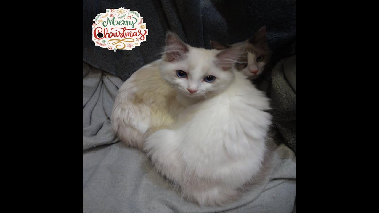 С Рождеством и Новым годом! С любовью, OurCatFamily Our Cat Family. ПОДПИСЫВАЙТЕСЬ!