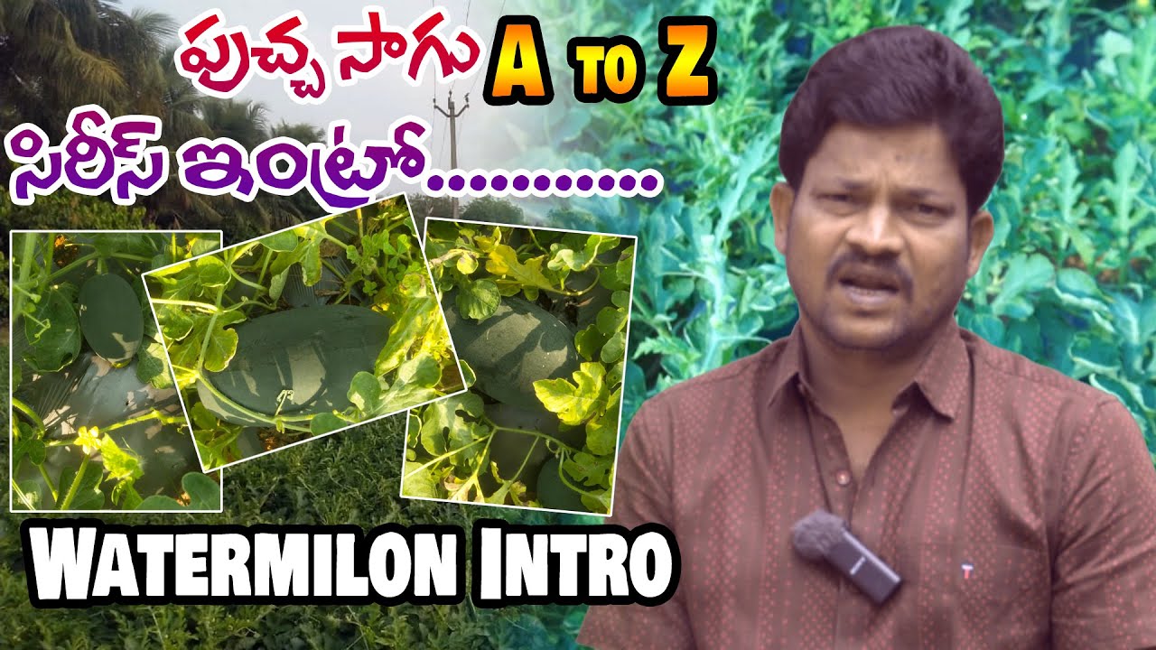 WATERMILON INTRO# పుచ్చ సాగు పూర్తి వివరములు# water milan cultivation in Telugu #