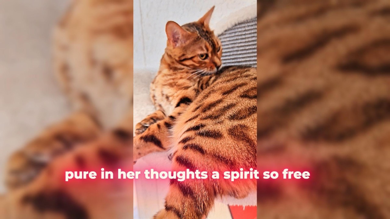 A Spirit So Free: The Soul of a Bengal Cat Queen 🐆✨#cat #fyp #music