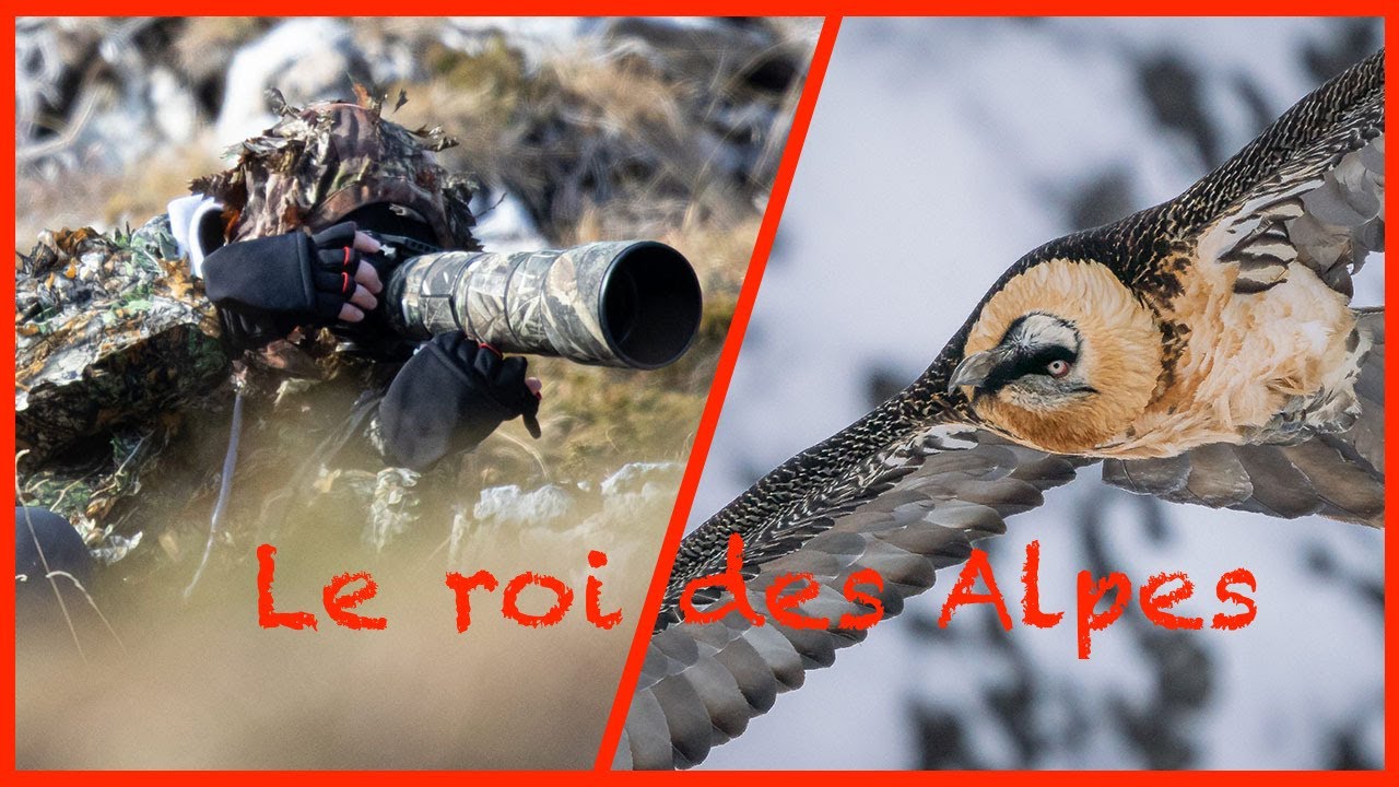 Gypaète barbu : une rencontre inoubliable avec le plus grands oiseaux d'Europe