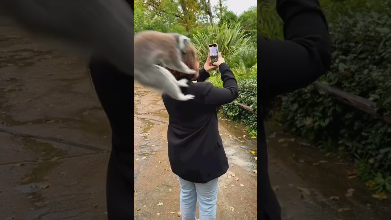 Racoon attack😳| #meme #funnymemes #ytshorts #explore #trending #viral #shorts #short #comedy