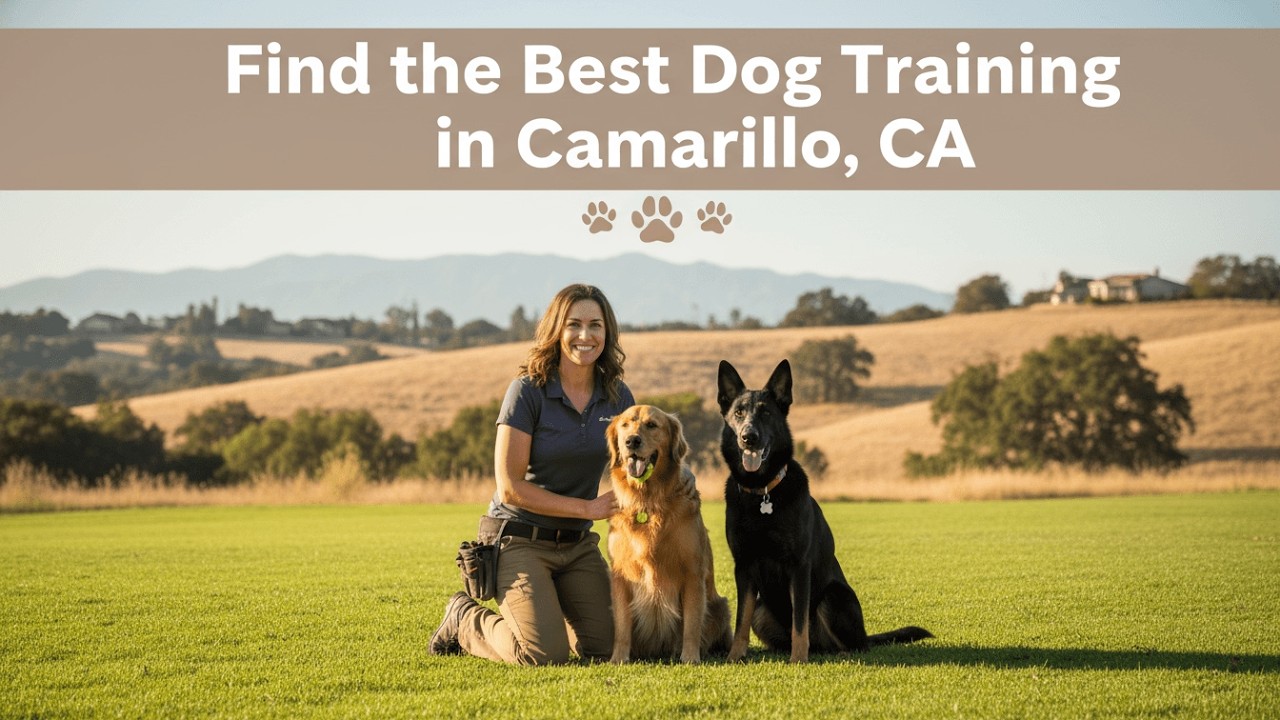 Find the Best Dog Training in Camarillo California