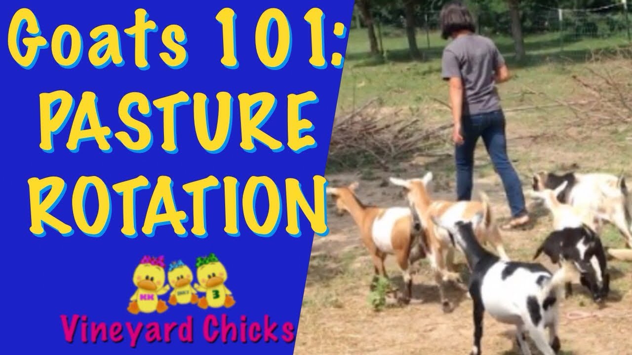 Goats 101: Rotational Grazing & Pasture Rotation (EP-70)