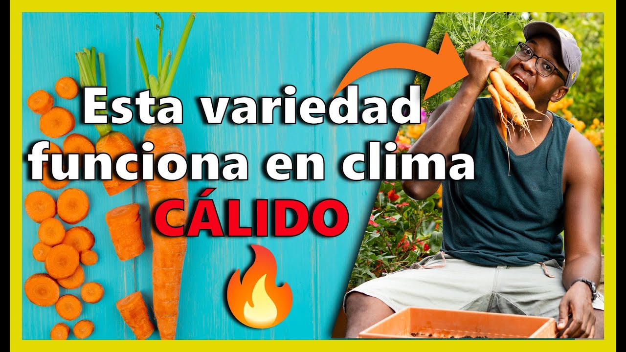 ✅Como sembrar ZANAHORIA en Macetas y en clima cálido
