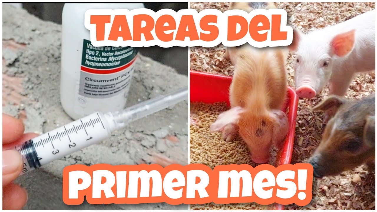 Qué hacer en el primer mes de LOS LECHONES? / Vacunas, castracion, alimentacion, hierro! 💉🐷🍼
