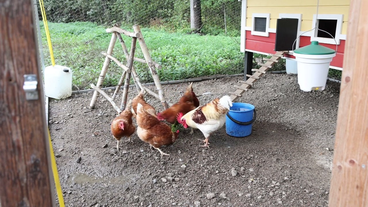 Kesäkanalan esittely