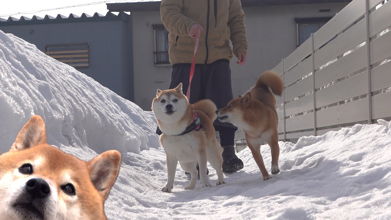 実家の柴犬がお泊まりに来たら…ちょっとした波乱の幕開け