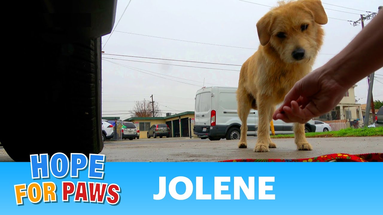 Sad homeless dog rescued right before a major storm hit! 🐶☂️🌩️ #rescue