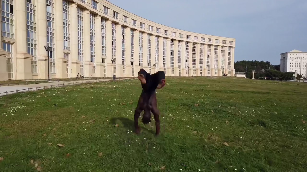 ACROBATIES DE DINGUE | COMPILATION 2020 🚀