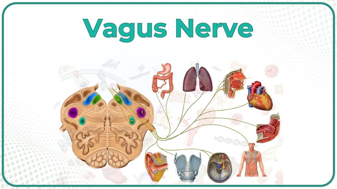 Vagus nerve Anatomy Animation /  Cranial nerve X : Origin, Course, Nuclei, Branches - Neuroanatomy
