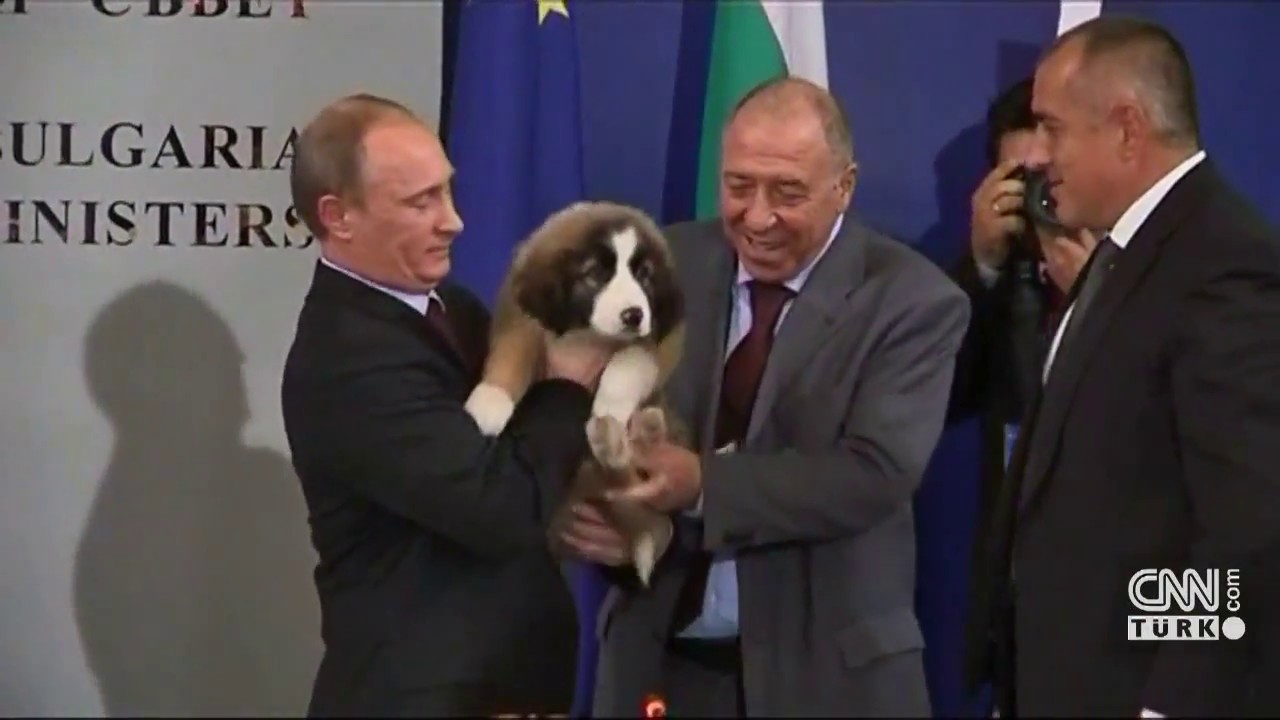 Putin'e doğum günü hediyesi yavru köpek verildi