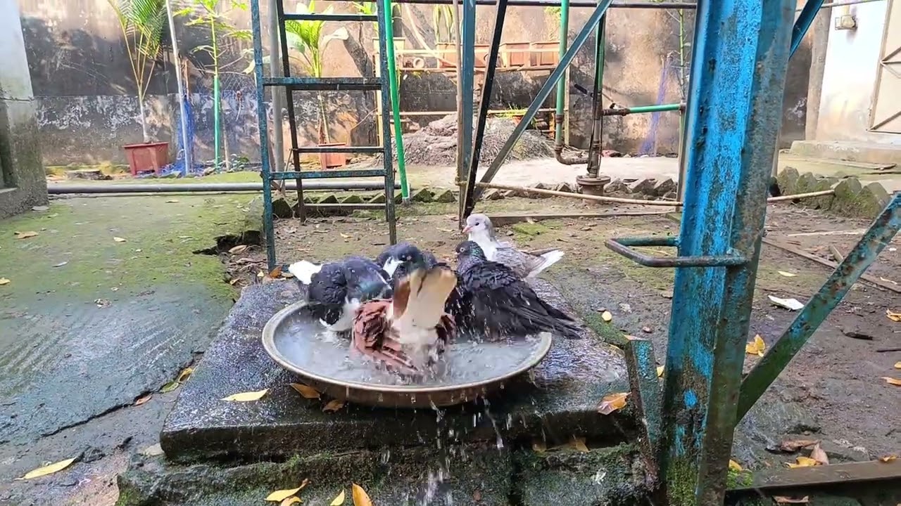  এক থালায় সবার জায়গা—এটাই তো শান্তির ছবি।প্রকৃতির ছোট ছোট মুহূর্তগুলো।🕊️💧