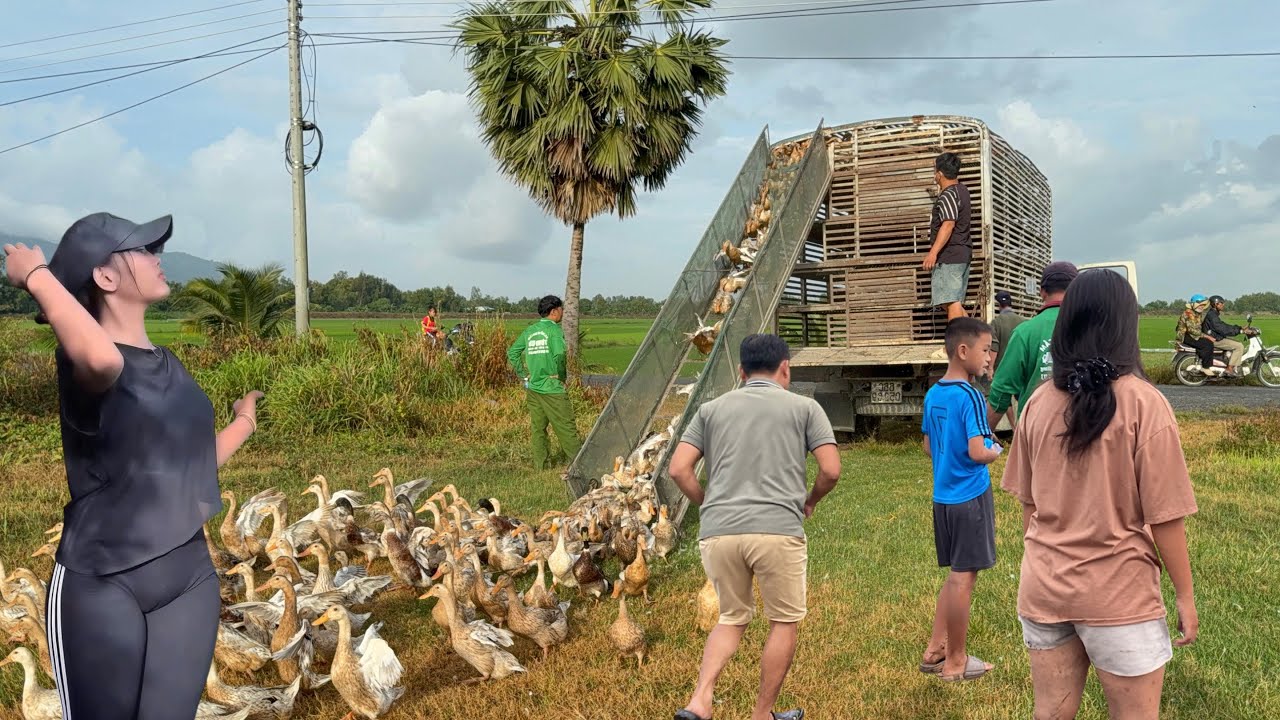 Cattle Farming Project and Duck Transport with One Truck | Huong Farm Vlog