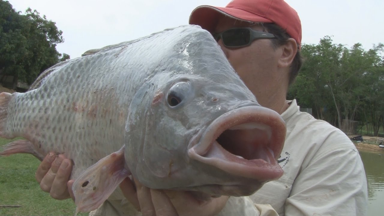 PESCA DE TILAPÃO NO BAMBU, PARTE 1