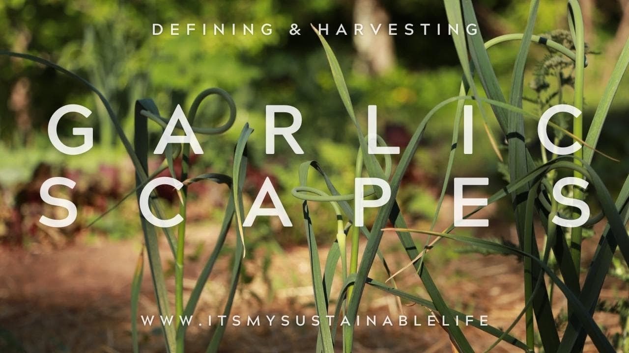 Garlic Scapes {What Are They And How To Use Them}