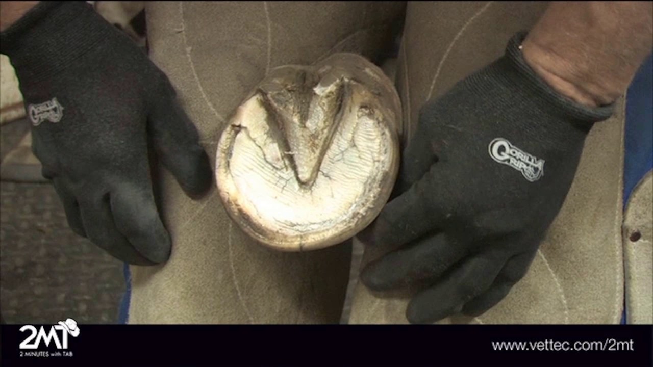 Using Sole-Guard with Hoof Boots
