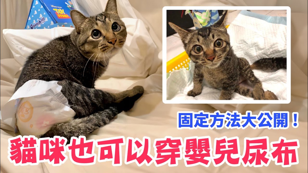 寵物尿布穿法大公開！！貓咪也可以穿嬰兒尿布！【麻吉太郎】