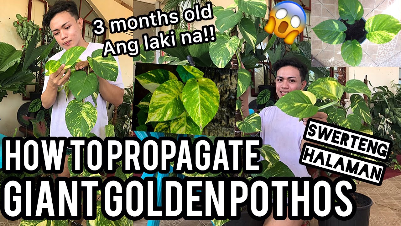 HOW TO PROPAGATE GIANT GOLDEN POTHOS PLANT | SWERTENG HALAMAN PAANO MAG TANIM #PothosPlant 2021