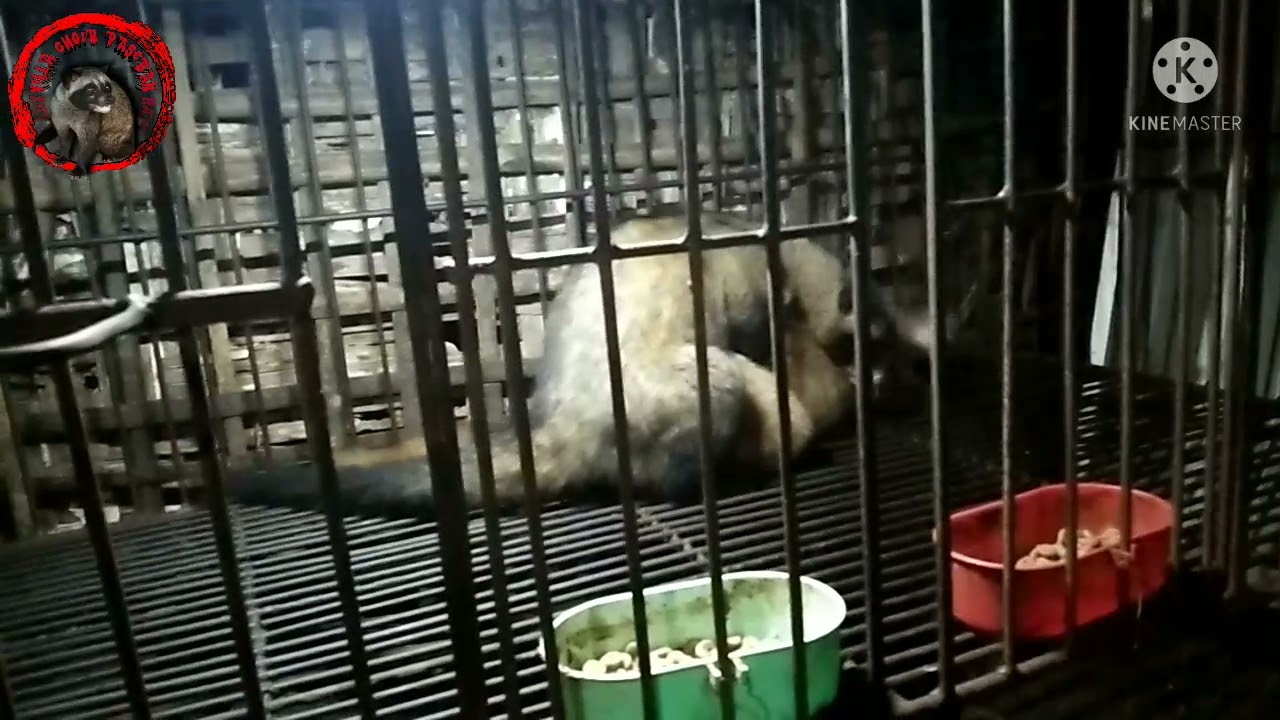 TUTORIAL BREEDING MUSANG YANG IDEAL DAN AMAN PADA MUSANG GALAK