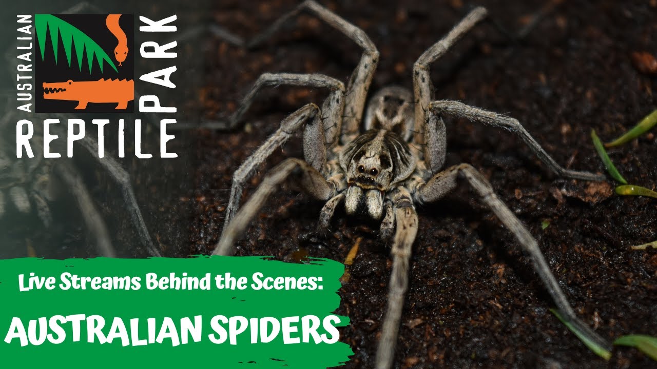 AUSTRALIAN SPIDERS (LIVE FOOTAGE) | AUSTRALIAN REPTILE PARK