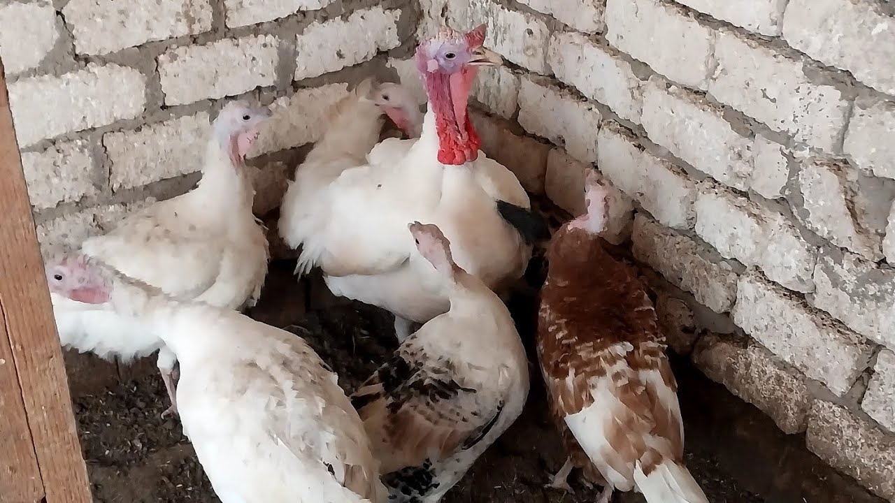 الربيع جة وجاب معاة الخير لطيورى 